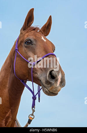 Chef de croisement de pur-sang et cheval Warmblood tchèque Banque D'Images