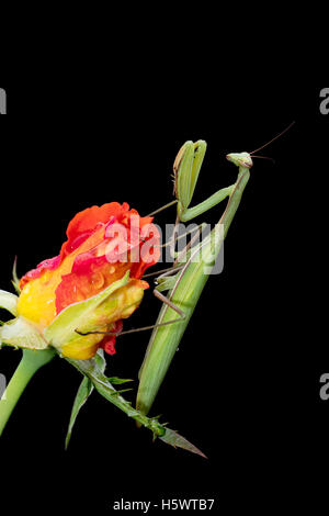 Mante religieuse verte, Mantis religiosa, assis sur un rosebud isolé sur noir dans sa pose typique, d'attente pour les insectes pour attraper Banque D'Images