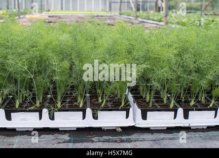 L'aneth en pots en serre Banque D'Images