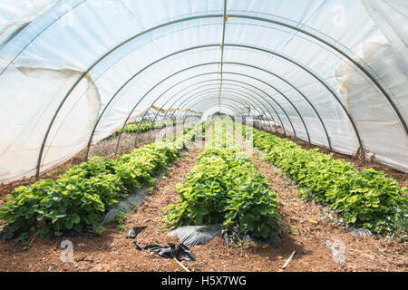 Les fraises au green house. La lumière du soleil Banque D'Images