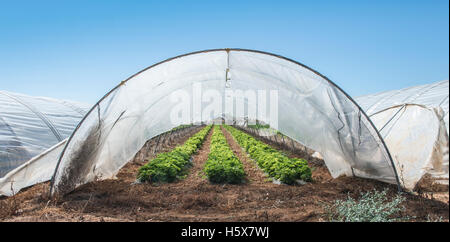 Les fraises au green house. La lumière du soleil Banque D'Images