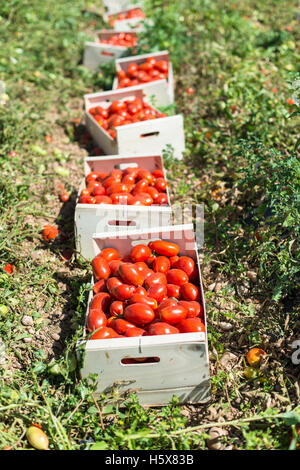 Les tomates cueillies dans des caisses sur le terrain Banque D'Images