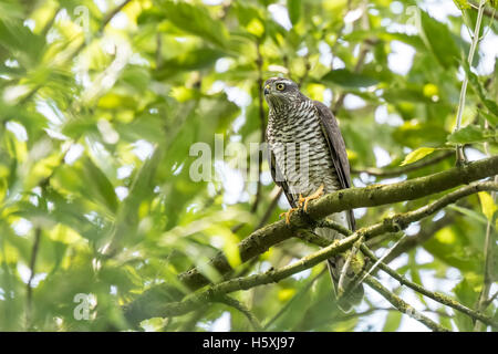Close-up of a female, autour des palombes Accipiter gentilis. Cet oiseau de proie est perché sur une branche dans un arbre vert. Banque D'Images
