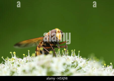 Volucella zonaria, le Hornet imiter hoverfly, se nourrir de nectar de fleurs blanches Banque D'Images