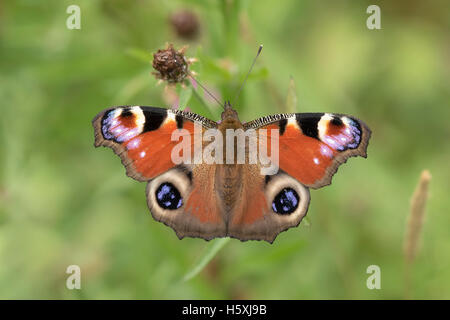 Vue de dessus sur la propagation de l'aile d'un papillon paon (Aglais io) se nourrissant de fleurs dans une prairie colorée. Banque D'Images