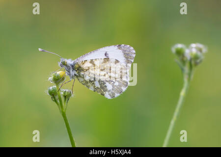 Side view close-up of Orange tip (anthocharis cardamines papillon) sécher ses ailes au soleil dans un pré au cours de l'IRSS Banque D'Images