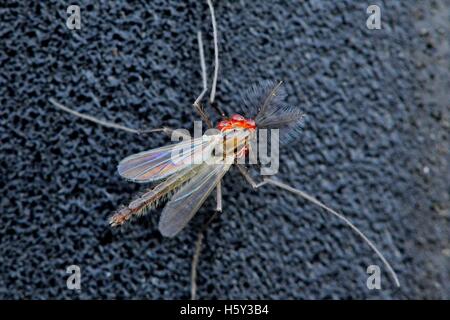 Midge avec velours rouge acariens Banque D'Images