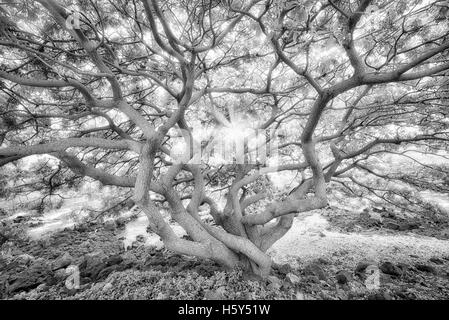 Arbre avec branches sauvagement non identifiés au coucher du soleil. Maui, Hawaii Banque D'Images