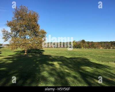 Grand champ ouvert sur une journée d'automne. Il y a un arbre et une grande ombre faite à partir de la fin d'après-midi. Banque D'Images