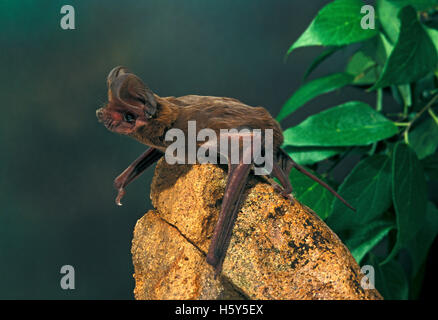 Grand tuberculata Nyctinomops macrotis Montagnes Chiricahua, Arizona, United States Juin Molossidae TEMPORAR Adultes Banque D'Images