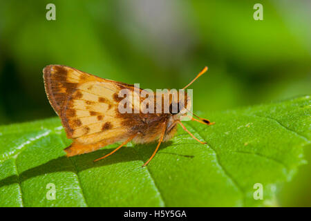 Zabulon skipper poanes zabulon roaring River State Park, barry County, Missouri, USA 16 mai mâle adulte hesperidae Banque D'Images