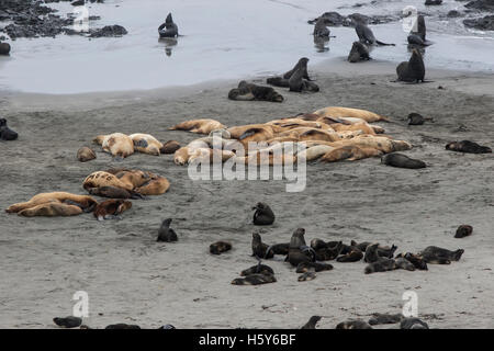 Rookerie de lions de mer de Steller et les otaries à fourrure sur la plage de l'île de Béring Banque D'Images