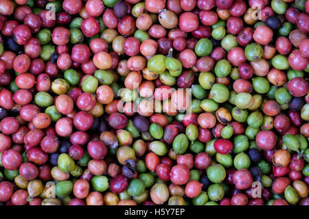 Les cerises de café arabica au Plateau des Bolavens, Laos Banque D'Images