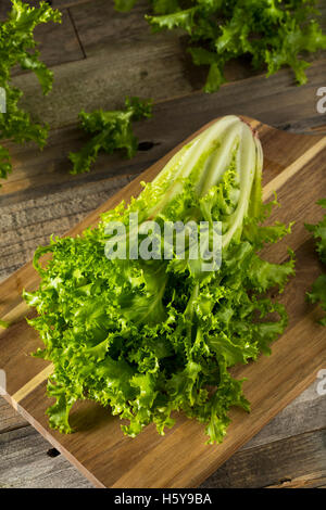 Endives Bio vert cru prêt à manger Banque D'Images