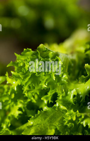 Endives Bio vert cru prêt à manger Banque D'Images