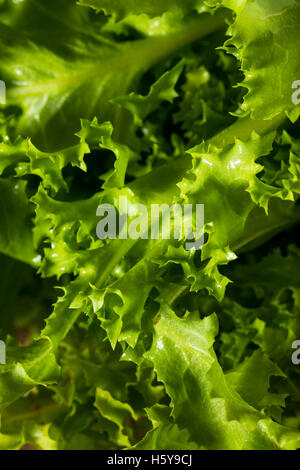 Endives Bio vert cru prêt à manger Banque D'Images