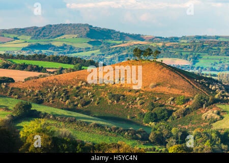 Colmers Hill, Bridport, Dorset, UK. 21 Oct, 2016. Météo britannique. La fin de l'après-midi du soleil d'automne illumine les couleurs automnales de Colmers Hill qui se trouve à côté du village de Symondsbury près de Bridport, vu de l'Eype vers le bas. Crédit photo : Graham Hunt/Alamy Live News Banque D'Images