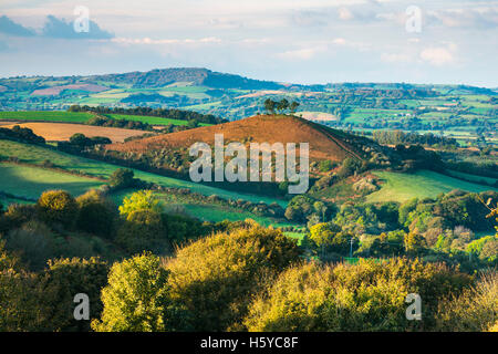 Colmers Hill, Bridport, Dorset, UK. 21 Oct, 2016. Météo britannique. La fin de l'après-midi du soleil d'automne illumine les couleurs automnales de Colmers Hill qui se trouve à côté du village de Symondsbury près de Bridport, vu de l'Eype vers le bas. Crédit photo : Graham Hunt/Alamy Live News Banque D'Images