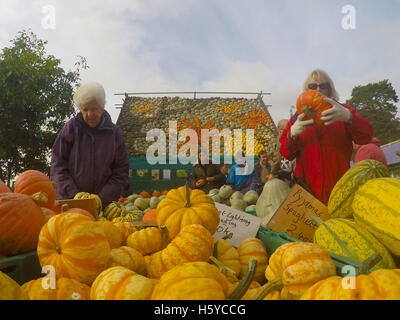 Sutton, West Sussex, UK. 21 Oct, 2016. L'affichage 2016 'Les oiseaux et les abeilles" est à l'appui de la Sussex Wildlife Trust est le thème de cette année la fin Ralph Upton a grandi en citrouilles Madehurst depuis plus de 45 ans et a commencé à créer le fruit murales comme un affichage d'automne en 1968, © Gary Blake/Alamy vivre Banque D'Images