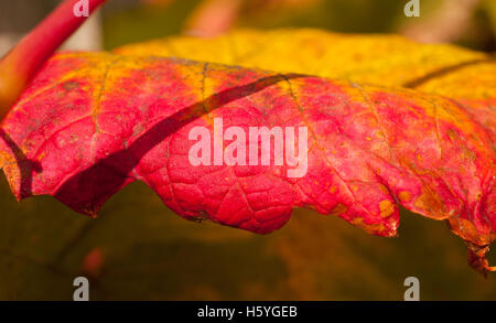 Wimbledon, Londres, Royaume-Uni. 22 octobre, 2016. Dans un Londres feuilles jardin affichage coloration complète à l'automne. Les feuilles de vigne à pointe rouge. Credit : Malcolm Park/Alamy Live News Banque D'Images