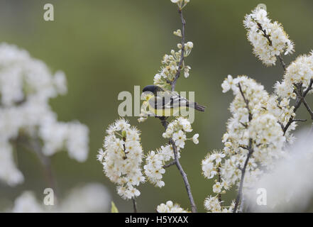 Lesser Goldfinch (Carduelis psaltria), homme perché sur fleurs de prunier (Prunus mexicaine mexicana) , Hill Country, Texas, États-Unis Banque D'Images