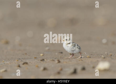 Moins de Dougall (Sterna antillarum), les jeunes de la marche, de sternes Port Isabel, Laguna Madre, South Padre Island, Texas, États-Unis Banque D'Images