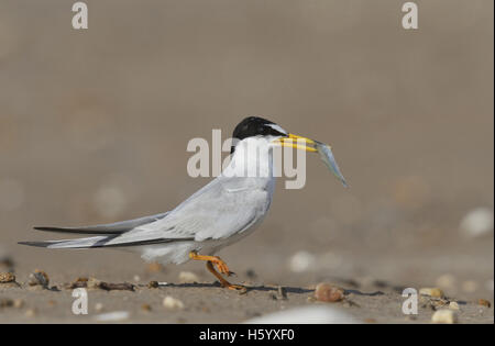 Moins de Dougall (Sterna antillarum), des profils avec des poissons proies, Port Isabel, Laguna Madre, South Padre Island, Texas, États-Unis Banque D'Images