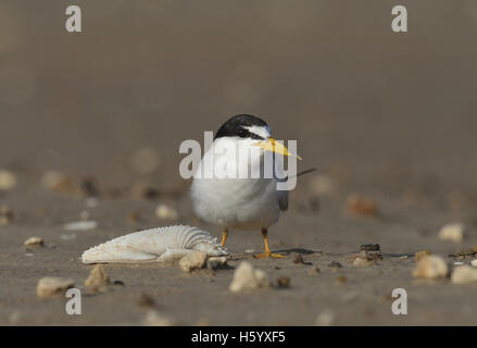 Moins de Dougall (Sterna antillarum), des profils avec sea shell, Port Isabel, Laguna Madre, South Padre Island, Texas, États-Unis Banque D'Images