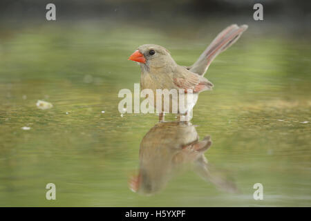 Cardinal rouge (Cardinalis cardinalis), femme, baignade, Hill Country, Texas, États-Unis Banque D'Images