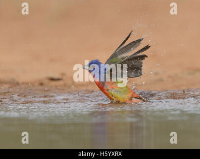 (Passerina ciris Painted Bunting), mâle adulte, baignade, Rio Grande Valley, South Texas, Texas, États-Unis Banque D'Images