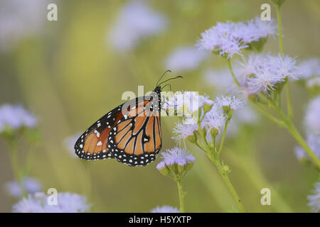 Reine (Danaus gilippus), adulte se nourrit de fleurs de Gregg's Mistflower (Conoclinium greggii), Hill Country, Texas, États-Unis Banque D'Images