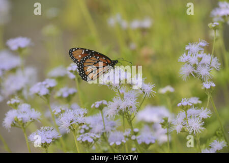 Reine (Danaus gilippus), adulte se nourrit de fleurs de Gregg's Mistflower (Conoclinium greggii), Hill Country, Texas, États-Unis Banque D'Images