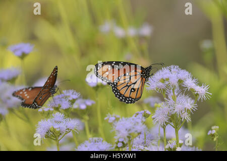 Reine (Danaus gilippus), adulte se nourrit de fleurs de Gregg's Mistflower (Conoclinium greggii), Hill Country, Texas, États-Unis Banque D'Images