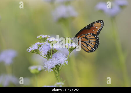 Reine (Danaus gilippus), adulte se nourrit de fleurs de Gregg's Mistflower (Conoclinium greggii), Hill Country, Texas, États-Unis Banque D'Images