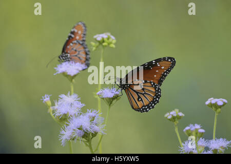 Reine (Danaus gilippus), adulte se nourrit de fleurs de Gregg's Mistflower (Conoclinium greggii), Hill Country, Texas, États-Unis Banque D'Images