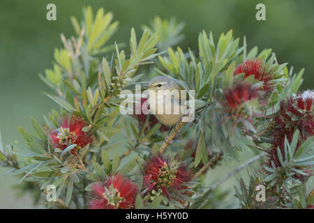 Paruline obscure (Vermivora peregrina), adulte se nourrit de fleurs de citron bottlebrush, crimson bottlebrush, Texas Banque D'Images