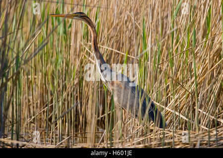 Héron pourpré (Ardea purpurea), Illmitz, Burgenland, Autriche, Europe Banque D'Images