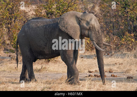 Elephant (Loxodonta africana), le parc national de Hwange, Zimbabwe, Afrique du Sud Banque D'Images
