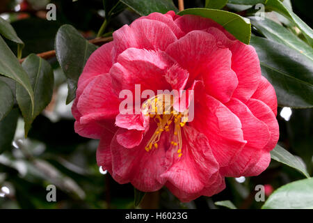 Fleur, Camellia (Camellia japonica) Banque D'Images