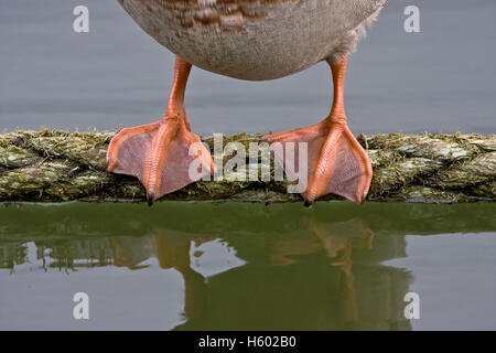 Pieds de canard Banque D'Images