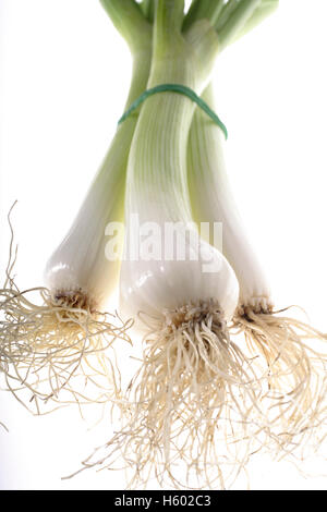 Oignons de printemps (Allium fistulosum) Banque D'Images