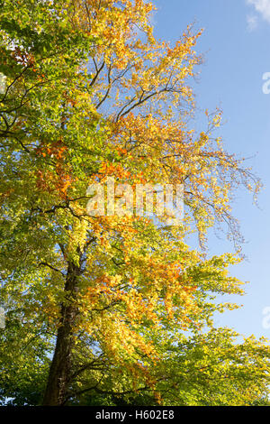 Fagus sylvatica. Avec l'automne feuillage hêtre dans la campagne des Cotswolds. Le Gloucestershire, Angleterre Banque D'Images