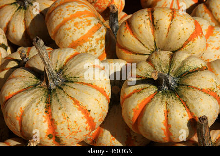 Close-up de petites citrouilles Banque D'Images