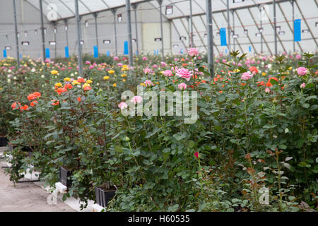 DeRuiter rose fleur reproduction producteur Lake Naivasha au Kenya Banque D'Images