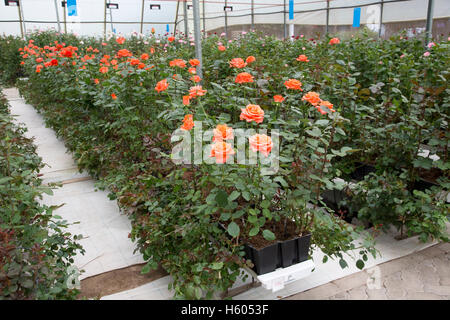 DeRuiter rose fleur reproduction producteur Lake Naivasha au Kenya Banque D'Images