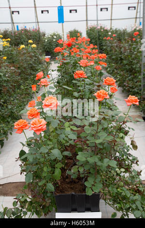 DeRuiter rose fleur reproduction producteur Lake Naivasha au Kenya Banque D'Images