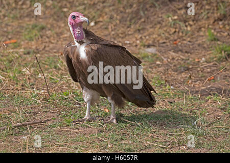 Un Hooded vulture Necrosyrtes monachus maintenant En danger critique d'extinction Masai Mara, Kenya Banque D'Images