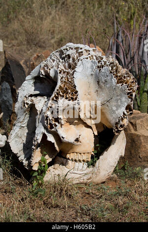 Crâne d'éléphant d'Afrique Loxodonta africana montrant air espace sauvage de Laikipia au Kenya Nanyuki Banque D'Images