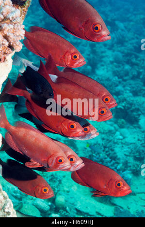 Big-eye ou Goggle-eye (Priacanthus hamrur). L'Egypte, Mer Rouge. Banque D'Images