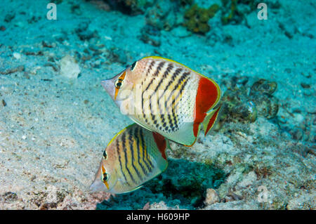 Érythréennes de la Mer Rouge ou d'une médiocre[Chaetodon paucifasciatus]. L'Egypte, Mer Rouge. Banque D'Images